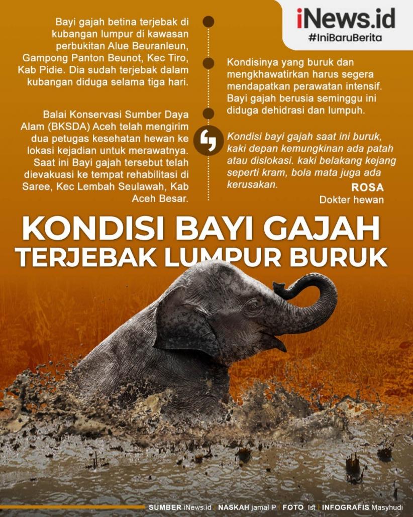Infografis Bayi Gajah di Aceh Terjebak Lumpur