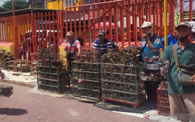 Kelenteng Sepi, Penjual Burung Pipit Pasrah Omset Turun 50 Persen Saat Imlek