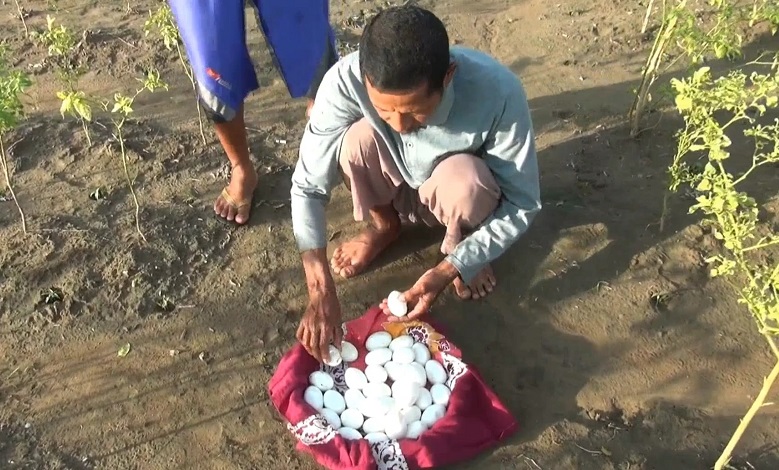 Puluhan Telur Buaya di Lamongan Raib setelah Dikembalikan ke Tempat Asalnya 