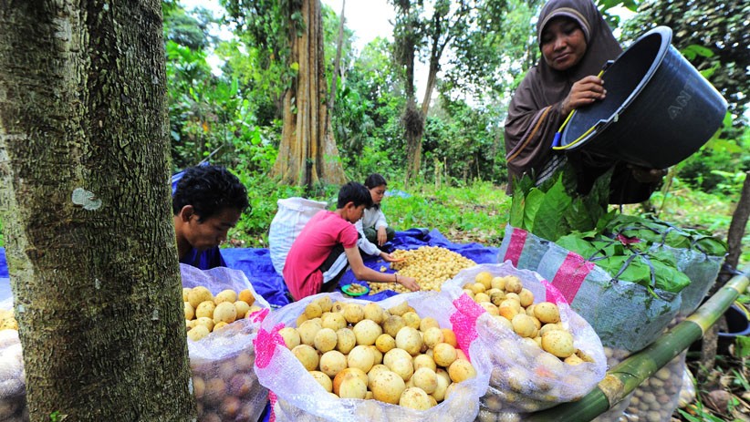Musim Duku Muaro Jambi, Harga Jual Rp14.000 per Kilogram - Bagian 2