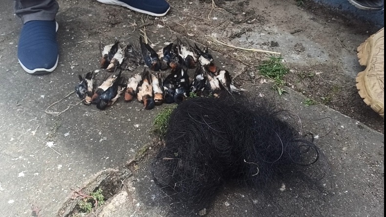 Viral Puluhan Burung Dijebak Jaring dan Dibiarkan Mati, BKSDA Turun Tangan