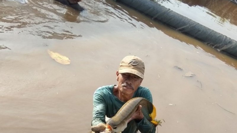 Polisi Selidiki Dugaan Pungli Pengadaan Ikan Arwana di Kapuas Hulu