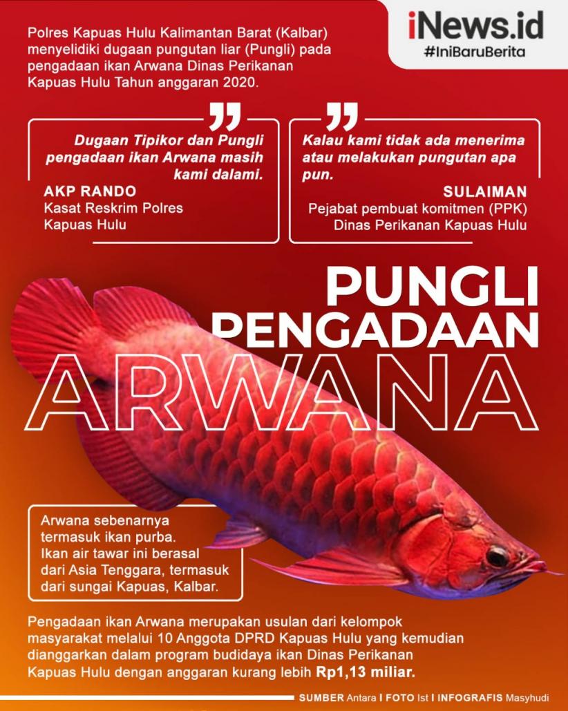 Infografis: Polisi Selidiki Dugaan Pungli Pengadaan Ikan Arwana di Kapuas Hulu