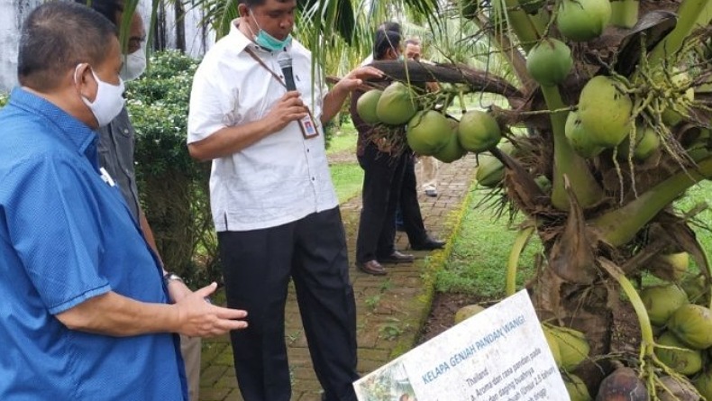 Gorontalo Jalin Kerja Sama dengan Balit Palma untuk Pengembangan Kelapa