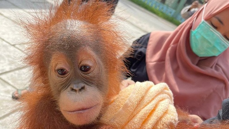  Kasus Perdagangan Orang Utan Sumatera Dibongkar Polisi, 4 Orang Diamankan