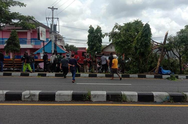 Hindari Pemotor, Pikap Tabrak Pohon Perindang hingga Patah 