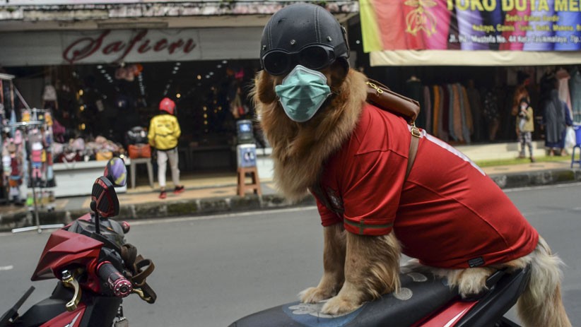 Anjing Jenis Golden Retriever Ini Dilatih agar Mematuhi Protokol Kesehatan - Bagian 2