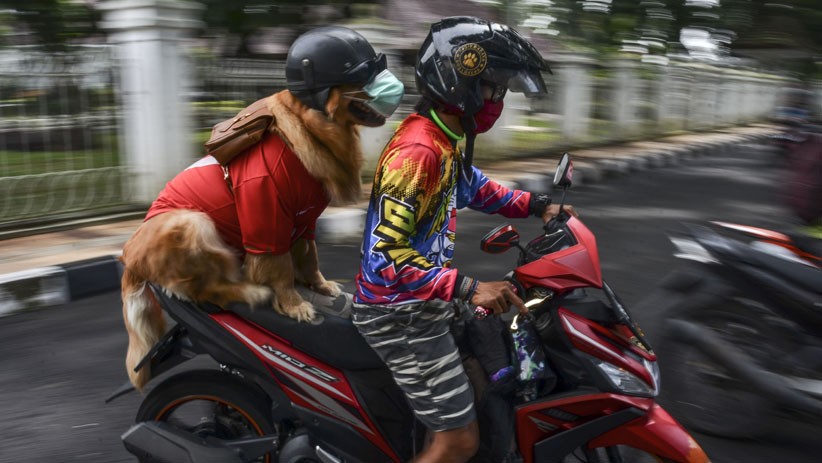 Anjing Jenis Golden Retriever Ini Dilatih agar Mematuhi Protokol Kesehatan - Bagian 1