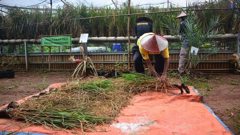 Warga Depok Panen Padi Hitam dari Sistem Hidroganik - Bagian 3