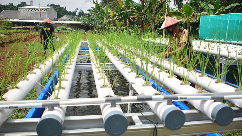 Warga Depok Panen Padi Hitam dari Sistem Hidroganik - Bagian 1