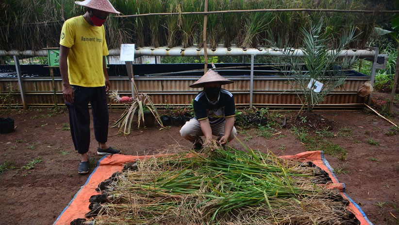 Warga Depok Panen Padi Hitam dari Sistem Hidroganik - Bagian 4