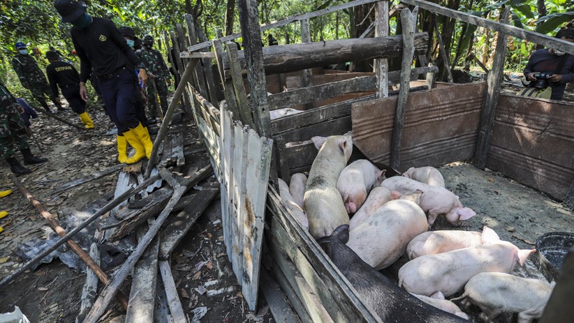 Belasan Peternakan Babi Ilegal di Kawasan Bandara Hang Nadim Batam Dibongkar - Bagian 1