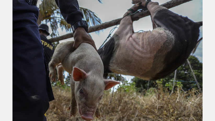 Belasan Peternakan Babi Ilegal di Kawasan Bandara Hang Nadim Batam Dibongkar - Bagian 2