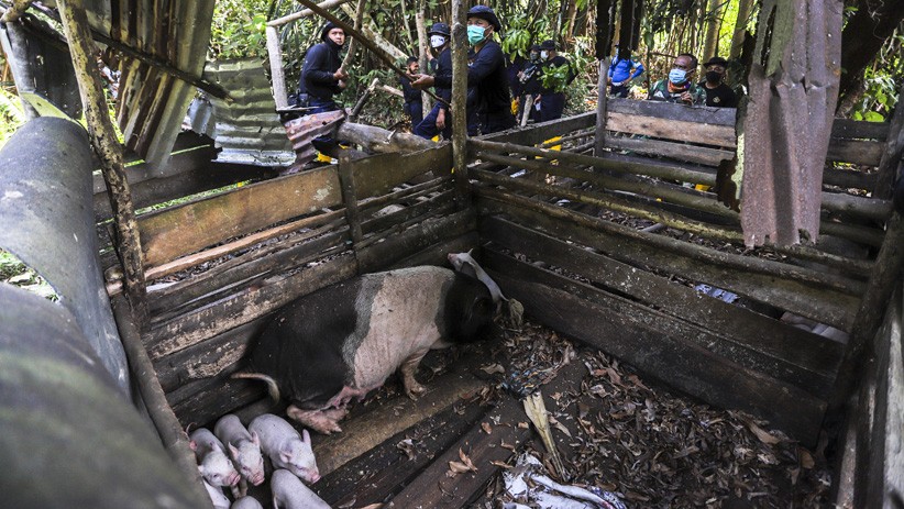 Belasan Peternakan Babi Ilegal di Kawasan Bandara Hang Nadim Batam Dibongkar - Bagian 3