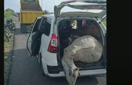 3 Pencuri Sapi di Pidie Ditembak usai Kejar-Kejaran dengan Polisi, 2 Kabur