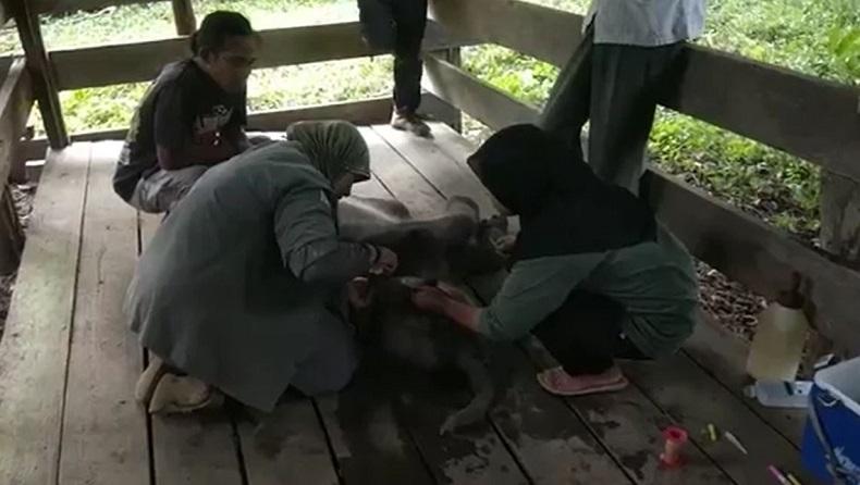 title Bayi Gajah yang Sempat Terjebak Lumpur di Pidie Masih Dirawat Intensif, Begini Kondisinya Bayi Gajah yang Sempat Terjebak Lumpur di Pidie Masih Dirawat Intensif, Begini Kondisinya