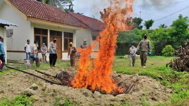 Balai Karantina Pertanian Lampung Bakar 700 Kg Daging Celeng Ilegal