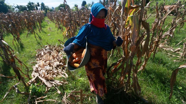 BPTP Gorontalo Siapkan 4 Ton Benih Jagung Bantuan untuk Petani