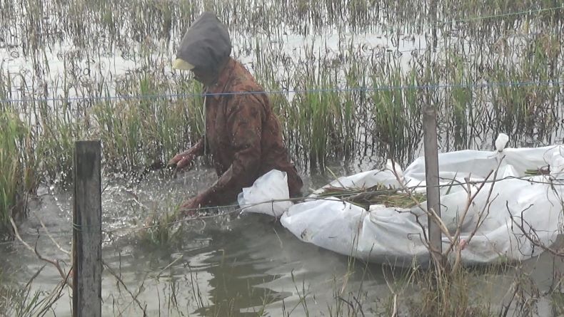 Ratusan Hektare Padi dan Tambak Rusak akibat Banjir, Petani Demak Rugi Miliaran Rupiah   