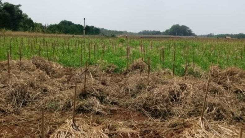 Petani Subang Minta Ridwan Kamil Buat Regulasi soal Pertanian