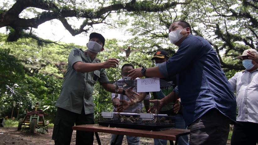 Berantas Hama, 75 Burung Prenjak Dilepas ke Hutan Wisata Djawatan Banyuwangi - Bagian 2