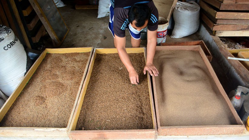 Budi Daya Ulat Kandang untuk Pakan Burung Kicau - Bagian 2