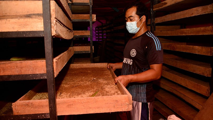 Budi Daya Ulat Kandang untuk Pakan Burung Kicau - Bagian 3