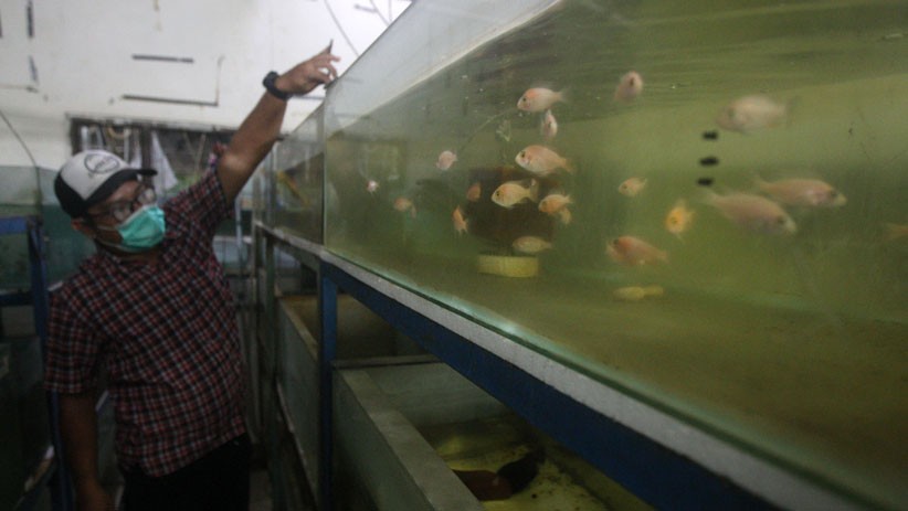 Penjualan Ikan Hias Meningkat di Tengah Pandemi  - Bagian 2
