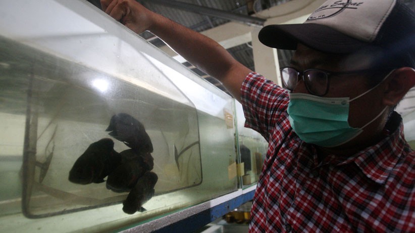 Penjualan Ikan Hias Meningkat di Tengah Pandemi  - Bagian 1
