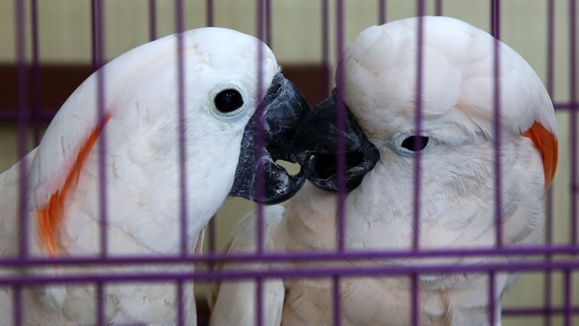 Kasihan, Satwa Lucu dan Dilindungi Ini Dijual Melalui Facebook - Bagian 3