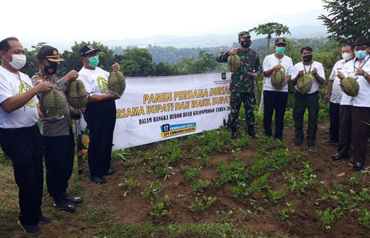 Durian Montong Kulonprogo, Perkuat Agrowisata Embung Kleco