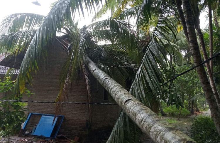 Angin Kencang Landa Kulonprogo, Sejumlah Pohon Tumbang Timpa Rumah Warga