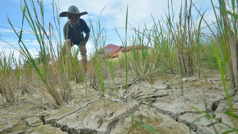 title 50 Hektare Sawah di Karawang Gagal Panen, Petani Nunggak Utang Modal Tanam 50 Hektare Sawah di Karawang Gagal Panen, Petani Nunggak Utang Modal Tanam