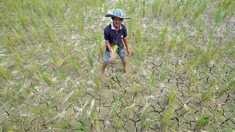 Petani Gunung Sarik Padang Gagal Panen akibat Serangan Hama dan Kekeringan - Bagian 1