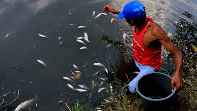 Ikan di Sungai Kawasan Nagan Raya Mati, DLHK Ambil Sampel Air untuk Diperiksa 
