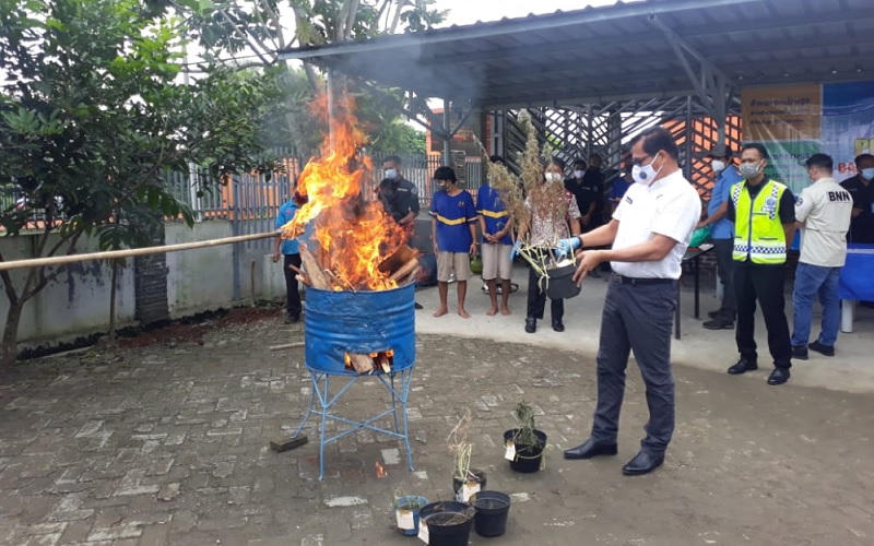 Pohon Ganja Hasil Tangkapan di Cilegon Dimusnahkan