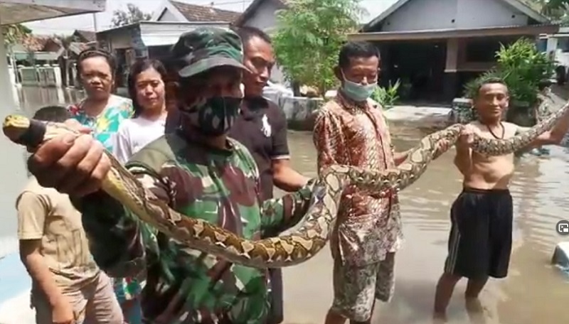 Heboh, Ular Piton 4 Meter Muncul di Tengah Banjir Sidoarjo dan Serang Warga 