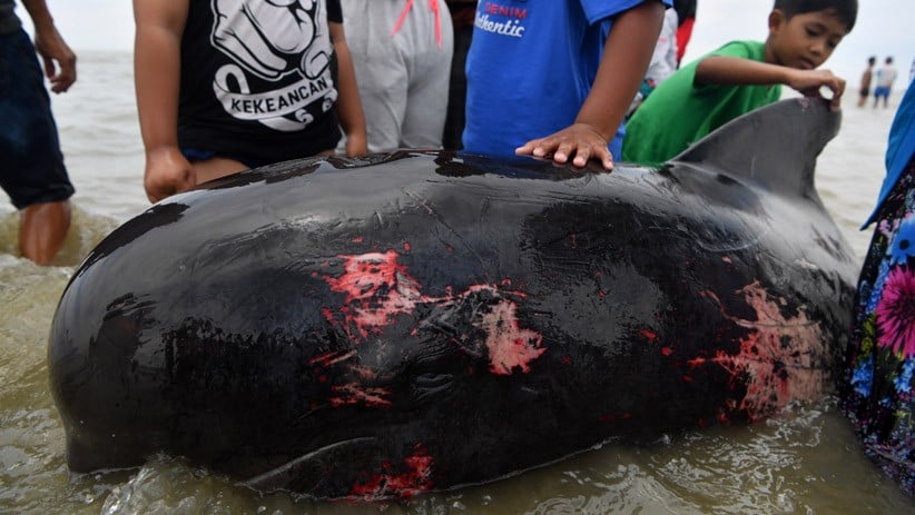 Puluhan Paus Pilot Terdampar di Pantai Modung Bangkalan, hanya 4 Selamat - Bagian 4