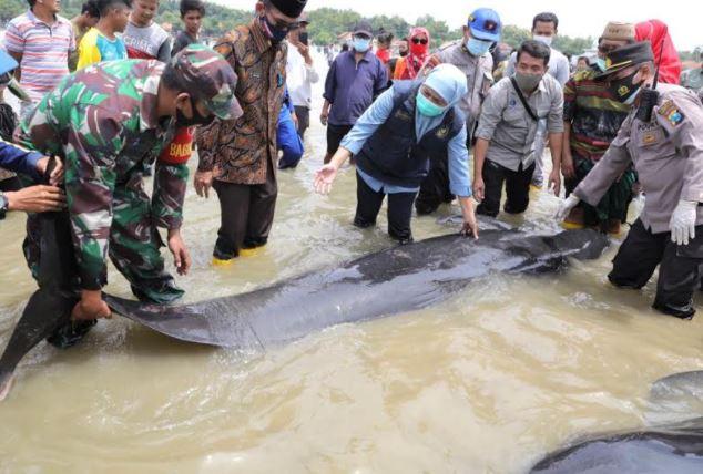 Tim Unair Teliti Kematian Puluhan Ikan Paus di Perairan Bangkalan