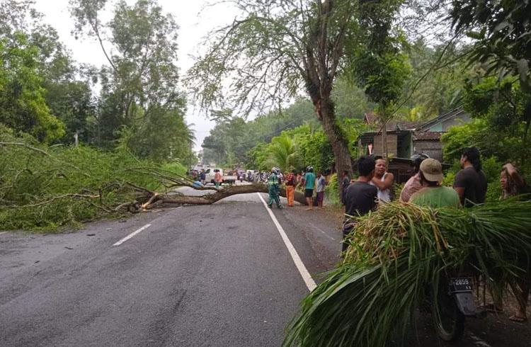 title Tragis, Pemotor di Kulonprogo Tewas Tertimpa Pohon Tragis, Pemotor di Kulonprogo Tewas Tertimpa Pohon