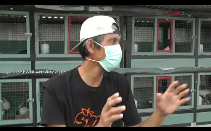 title Kisah Rahmat, Raih Untung dengan Mengoleksi Merpati Hias Kisah Rahmat, Raih Untung dengan Mengoleksi Merpati Hias
