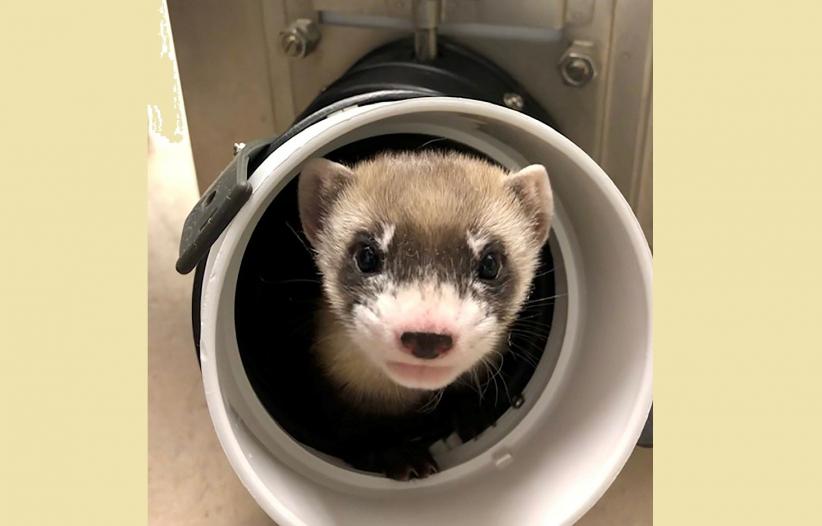 Ilmuwan Berhasil Kloning Musang Langka dari Sel Hewan Asli yang Mati 30 Tahun Lalu