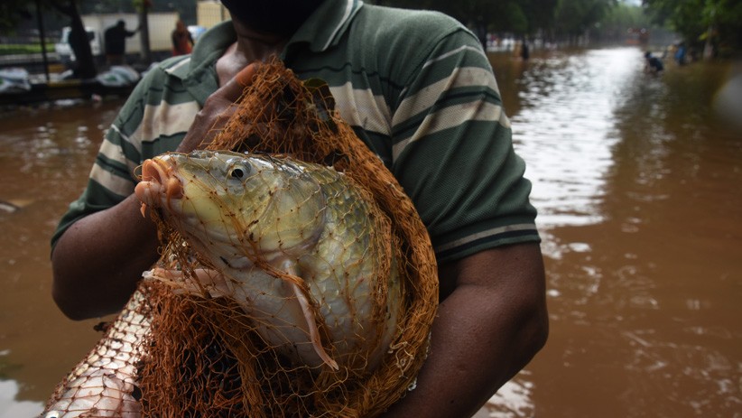 Menjala di Tengah Jalan Tol Banjir, Warga Dapat Ikan Mas Ukuran Jumbo - Bagian 1