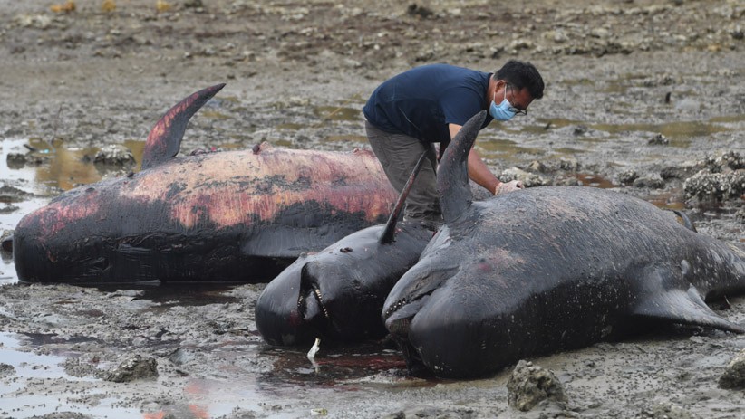 title Ungkap Fakta, Unair Autopsi Paus yang Mati di Pesisir Bangkalan  Ungkap Fakta, Unair Autopsi Paus yang Mati di Pesisir Bangkalan