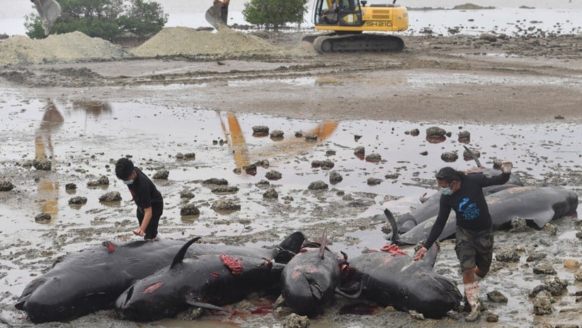 51 Paus Pilot Mati Terdampar di Bangkalan Dikubur Massal - Bagian 1