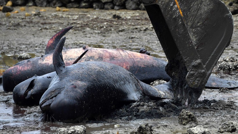 51 Paus Pilot Mati Terdampar di Bangkalan Dikubur Massal - Bagian 2