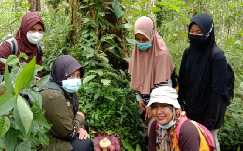 Bunga Bangkai Setinggi Satu Meter Tumbuh di Tepi Sungai Batang Agam