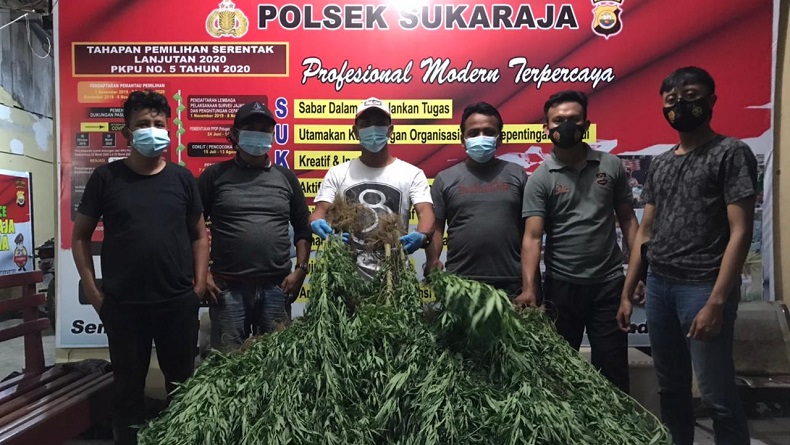 title Polisi Temukan 2 Ha Ladang Ganja Tersembunyi di Perkebunan Kopi di Seluma Bengkulu Polisi Temukan 2 Ha Ladang Ganja Tersembunyi di Perkebunan Kopi di Seluma Bengkulu
