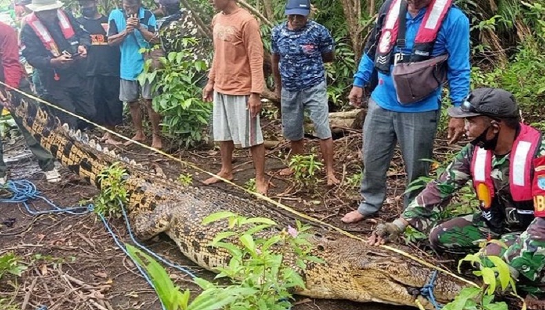 Buaya Besar Pemangsa Warga Pulang Pisau Ditangkap, Keluarga Minta Perutnya Dibelah