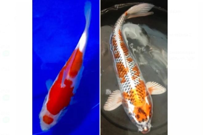 Festival Ikan Koi Perebutkan Piala Pangdam XIV/Hasanuddin dan Hadiah Rp30 Juta